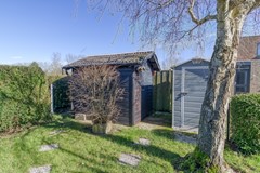 Lamsoor 3b Nieuwvliet-3.jpg